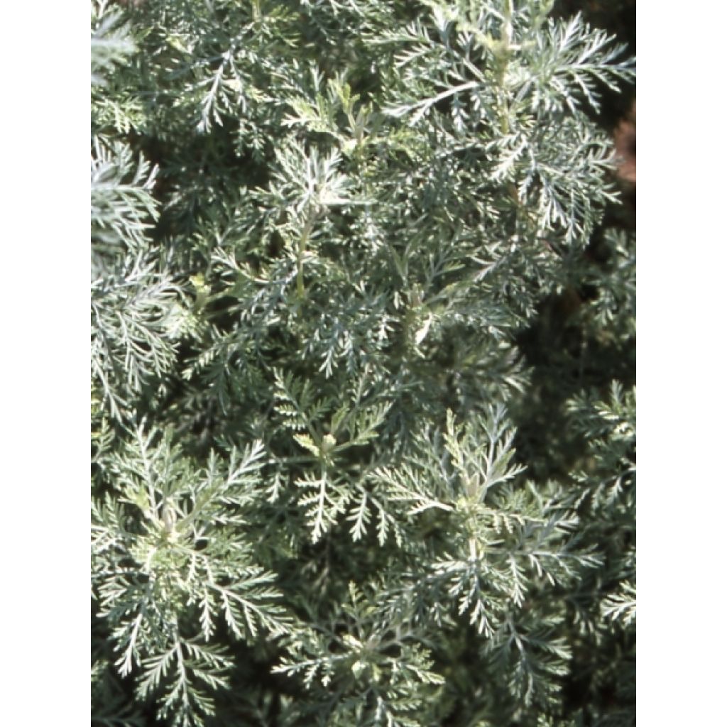 Armoise, Artemisia pontica