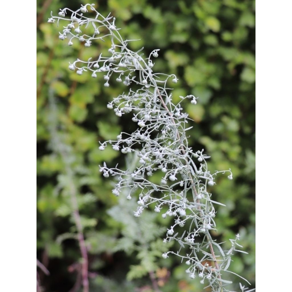 Armoise, Artemisia pontica
