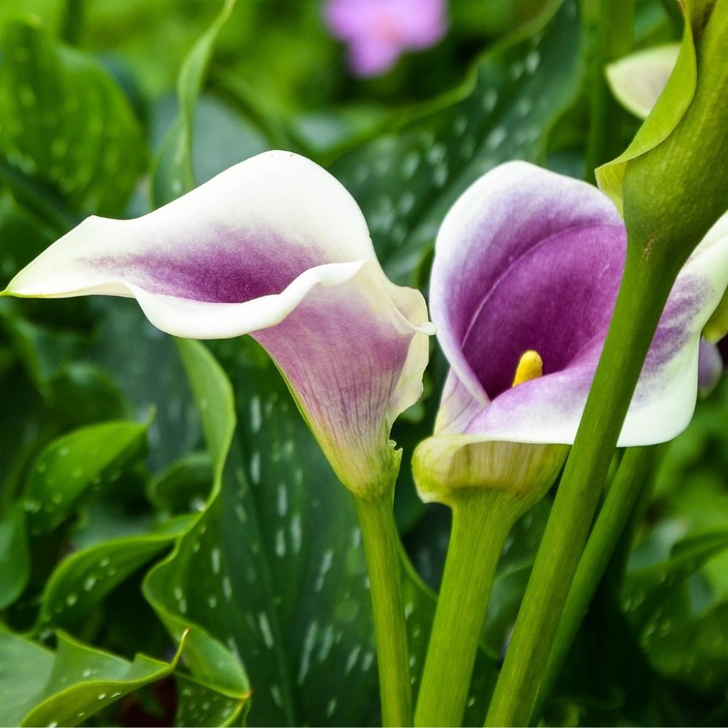 Arum ou Calla bicolore - Zantedeschia Picasso