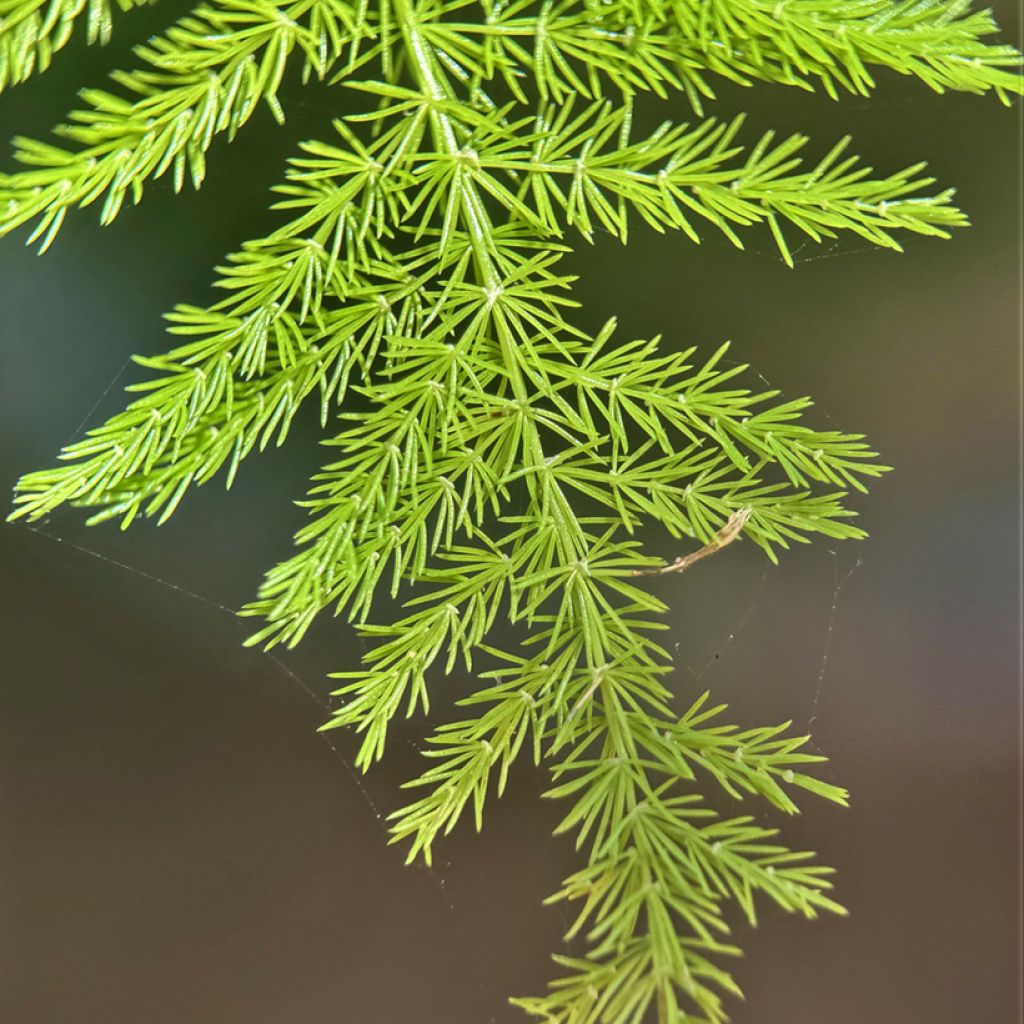 Asparagus plumosus - Asperge des fleuristes