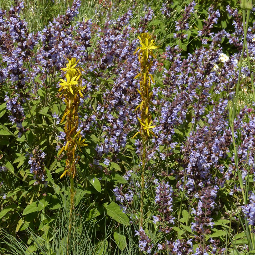 Asphodeline liburnica - Bâton de Jacob