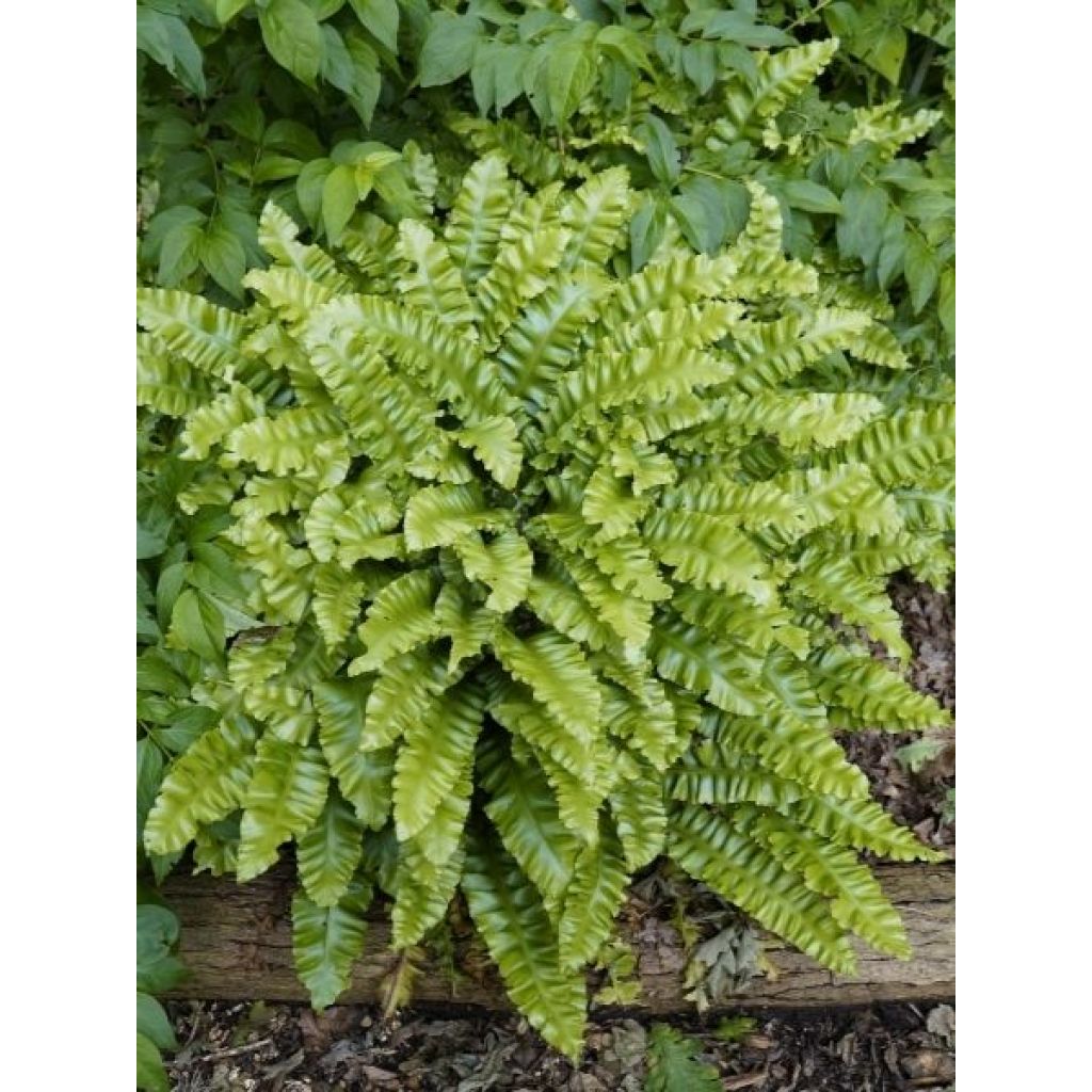 Asplenium scolopendrium Undulatum Group - Fougère scolopendre