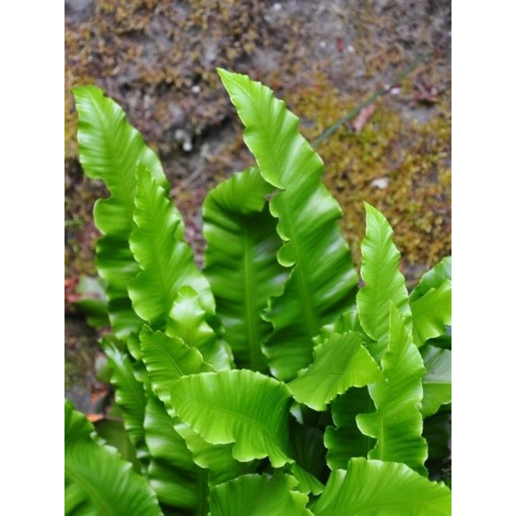 Asplenium scolopendrium Undulatum Group - Fougère scolopendre