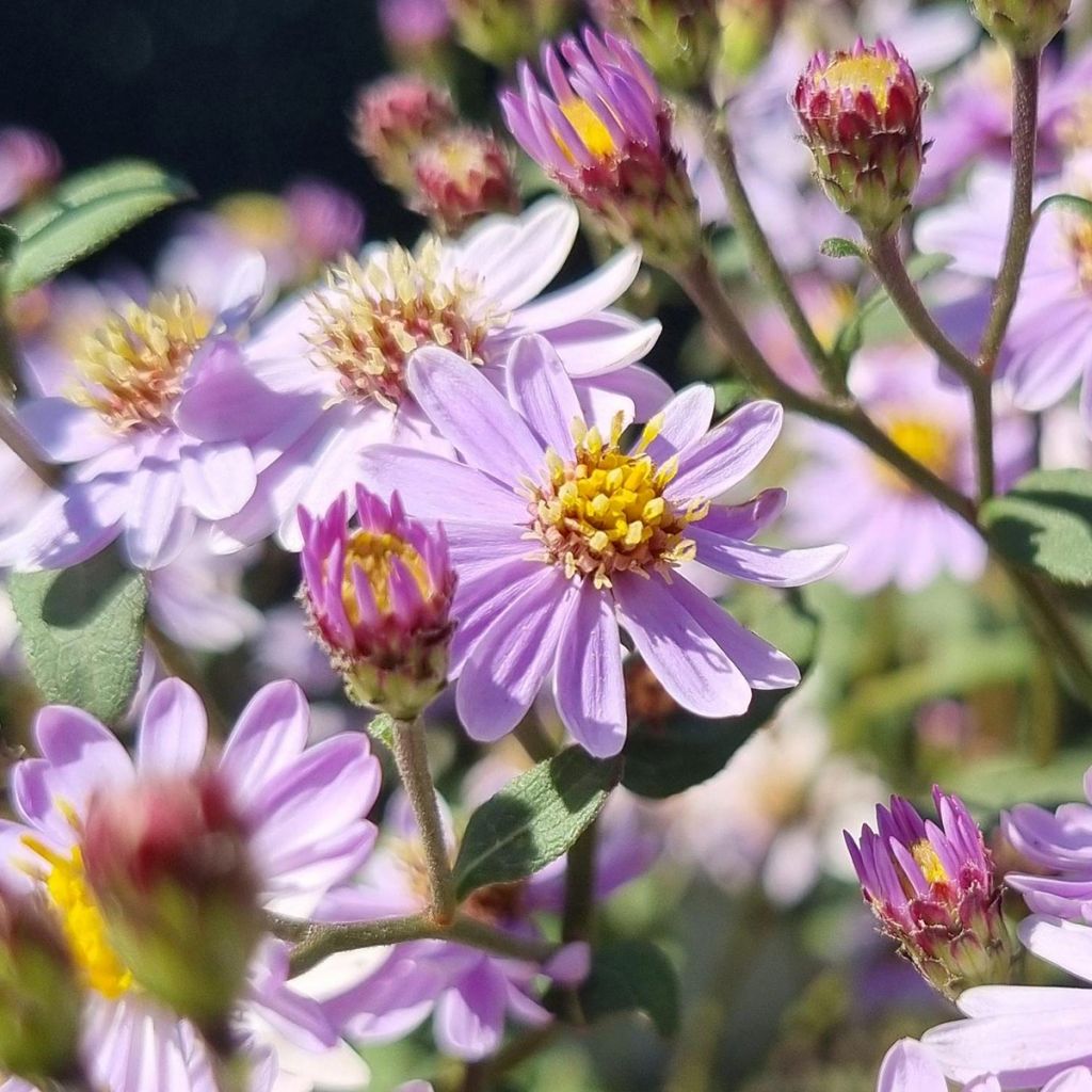 Aster ageratoides Harry Schmidt - Aster nain d'automne
