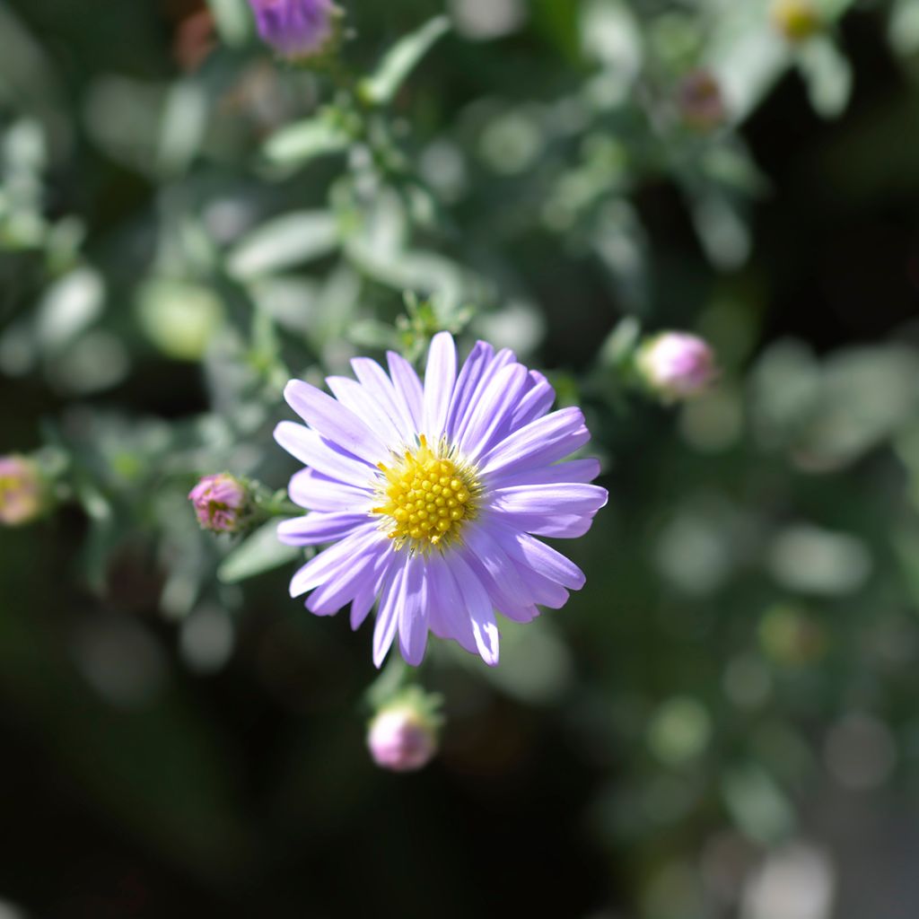 Aster dumosus Prof. Anton Kippenberg