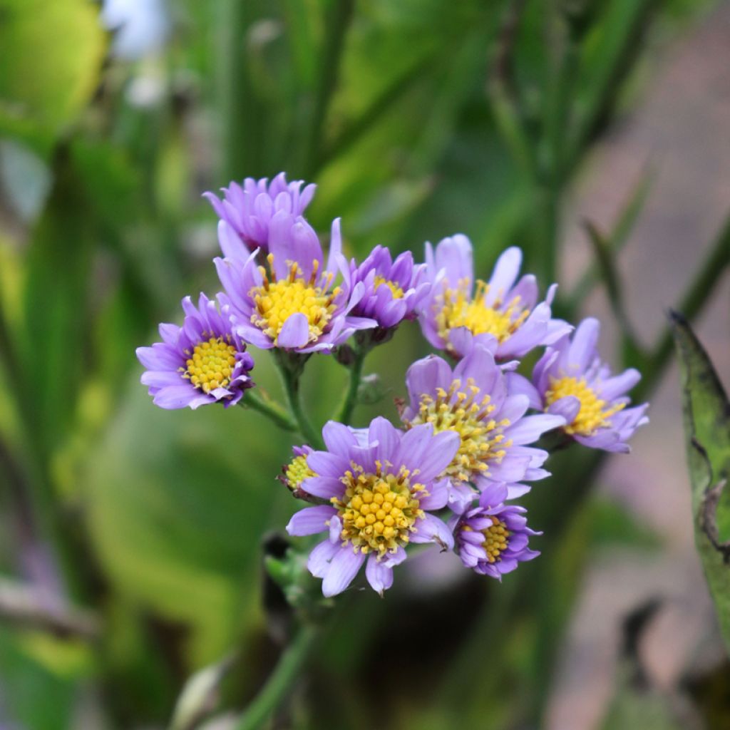 Aster tataricus Jindai - Aster de Tartarie