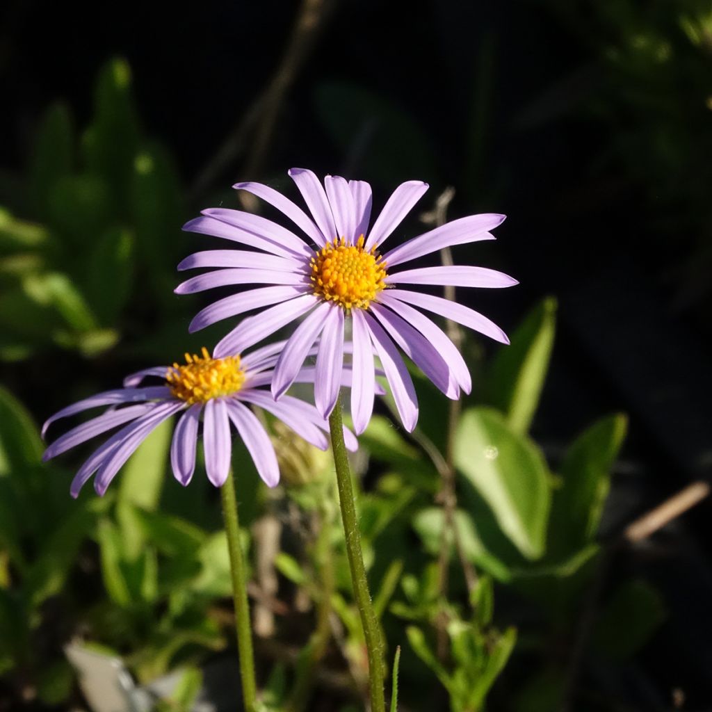 Aster tongolensis Berggarten - Aster de Printemps