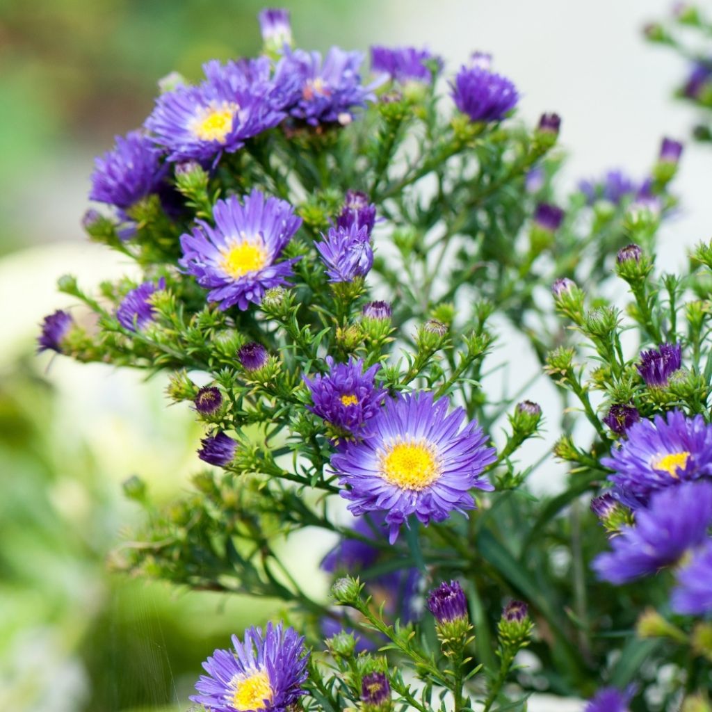 Aster novi-belgii Eventide - Aster grand d’automne
