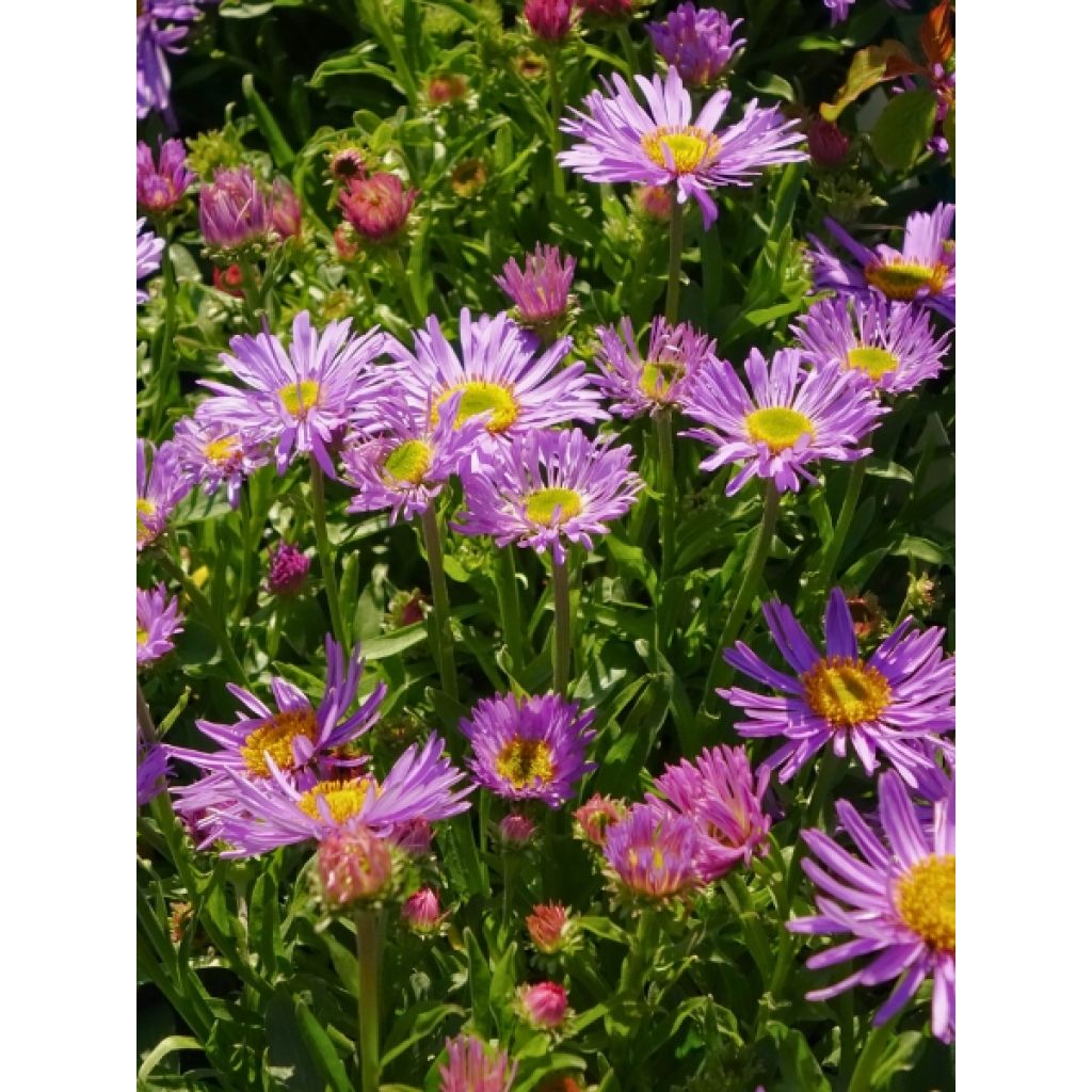 Aster alpinus Goliath - Aster des Alpes