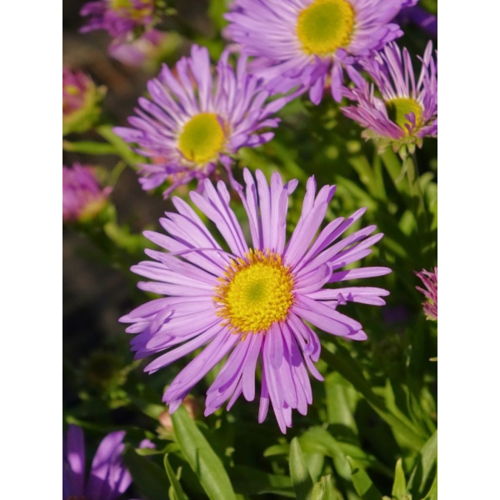 Aster alpinus Goliath - Aster des Alpes