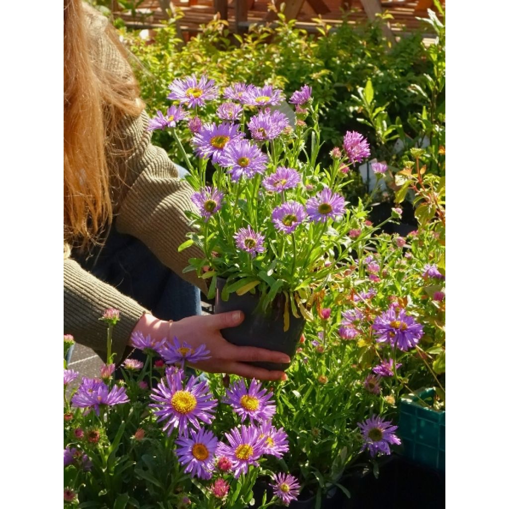Aster alpinus Goliath - Aster des Alpes