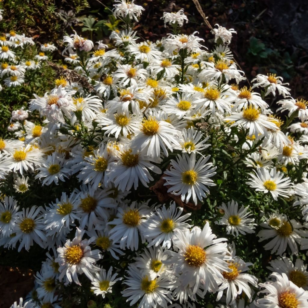 Aster dumosus Kristina