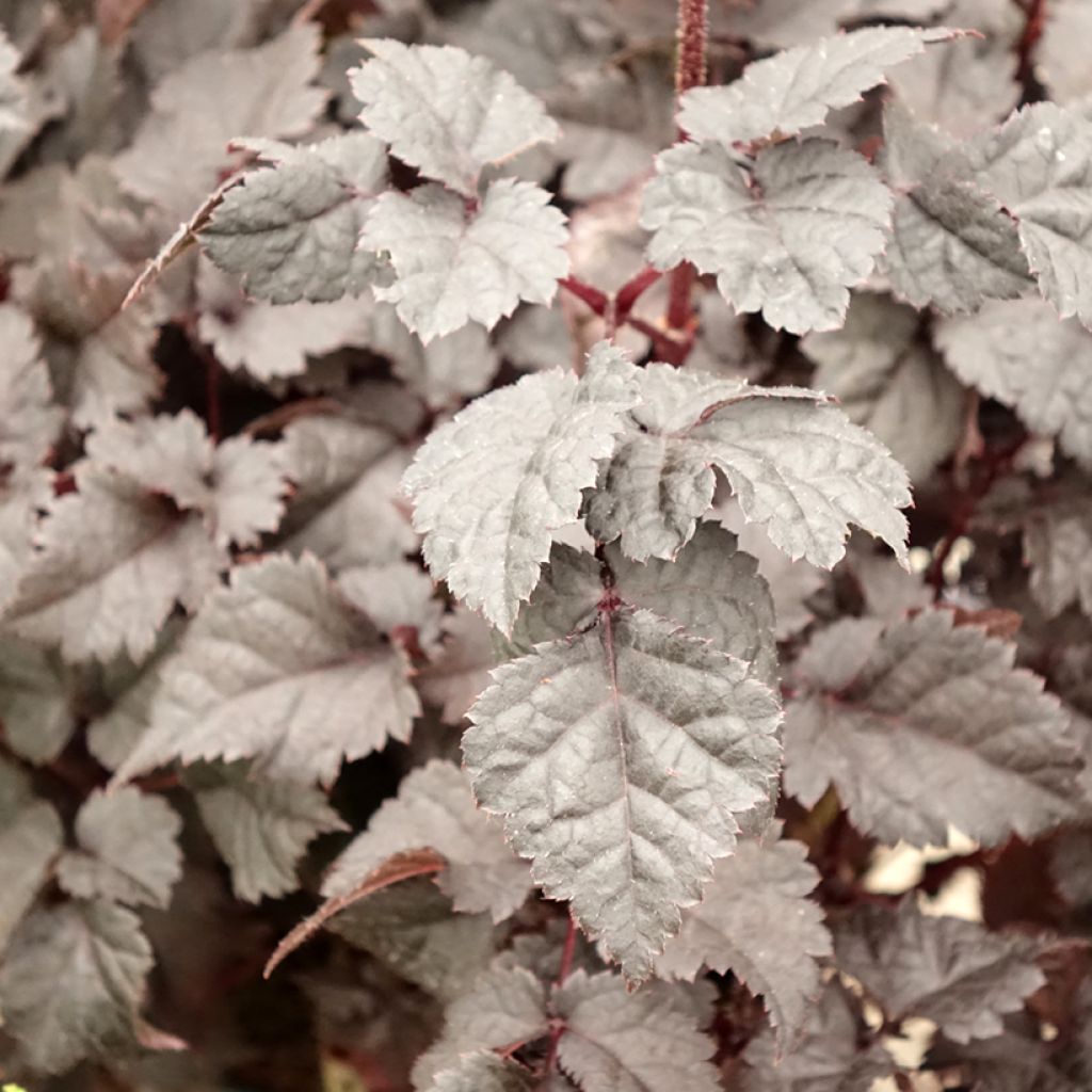 Astilbe Darkside Of The Moon