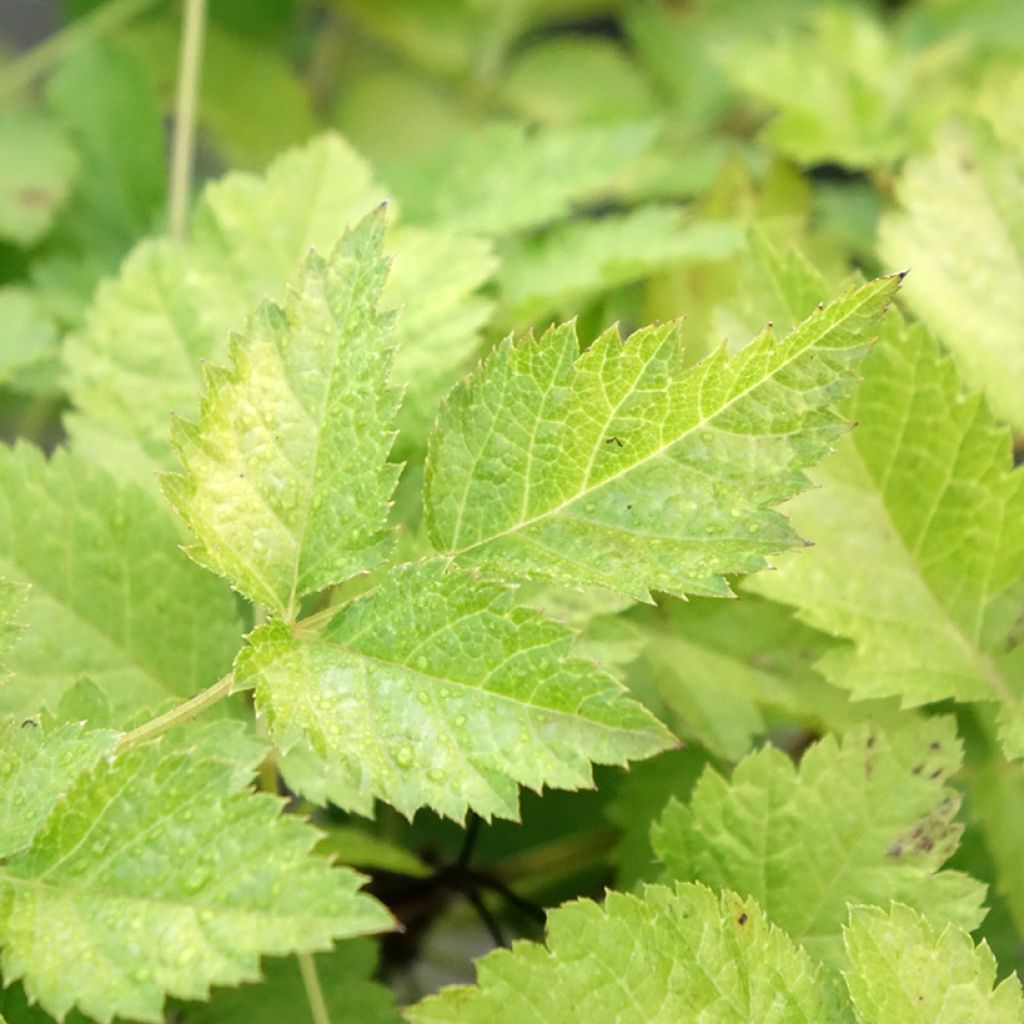 Astilbe arendsii Color Flash Lime, Beauty of Lisse