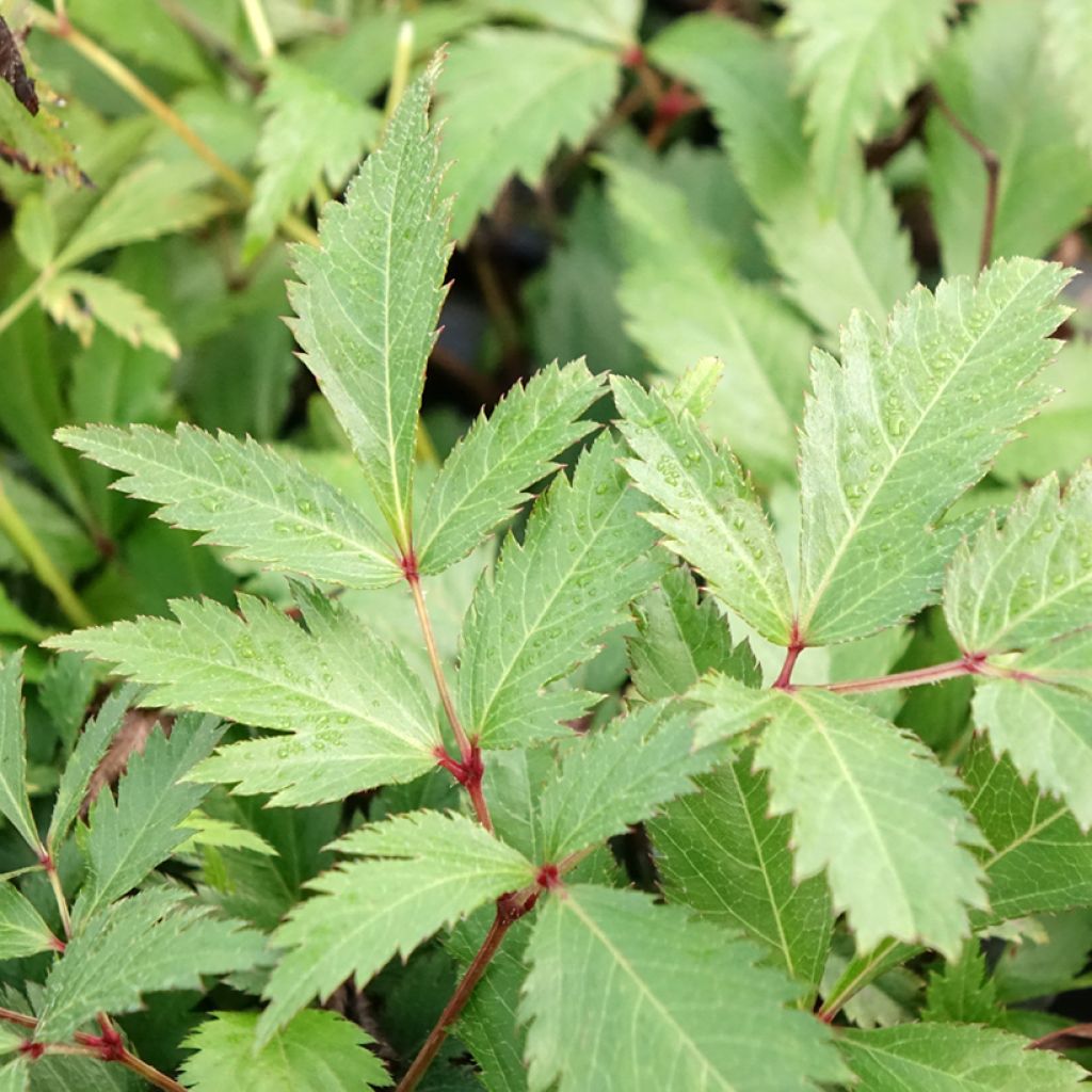 Astilbe arendsii Ellie