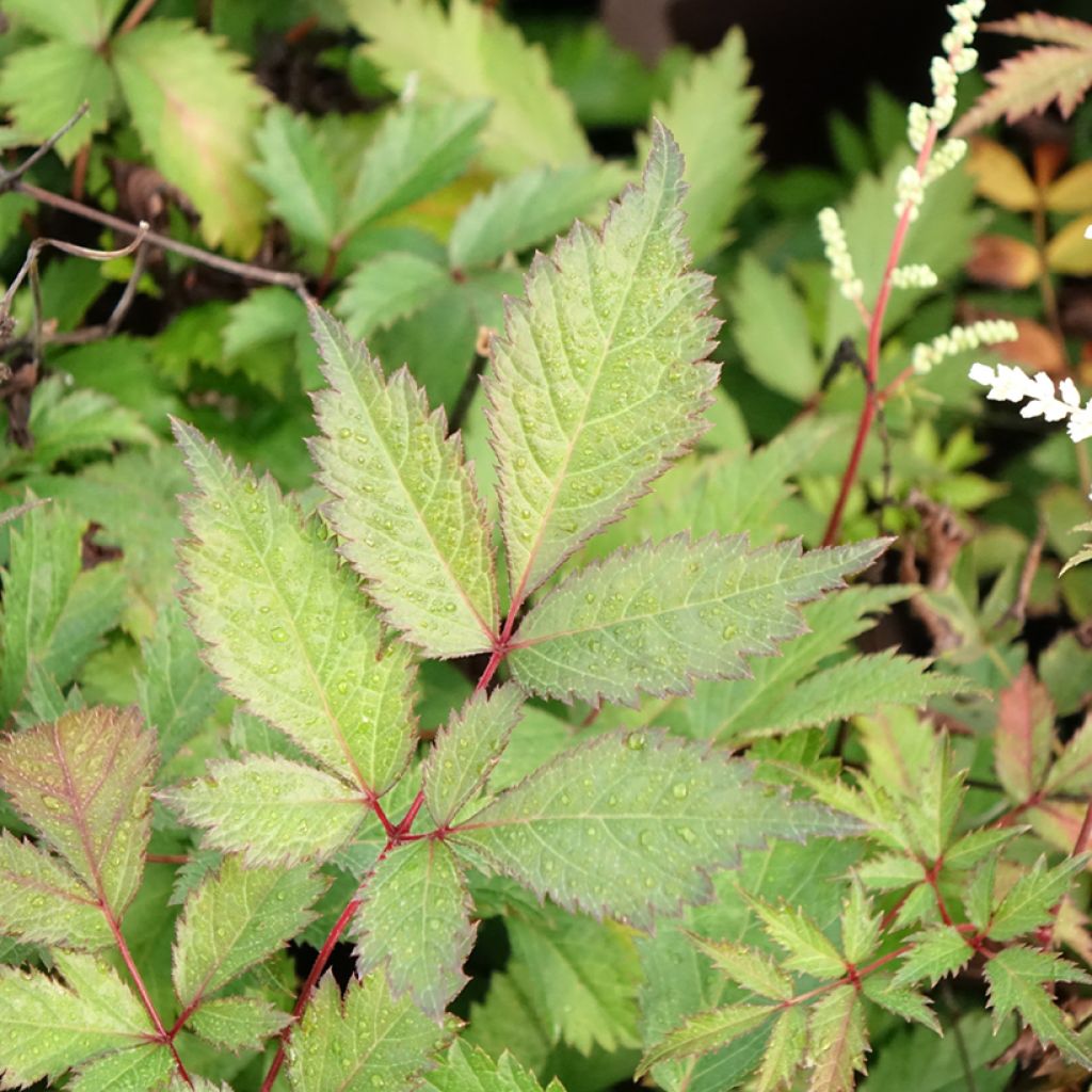 Astilbe arendsii Moccachino
