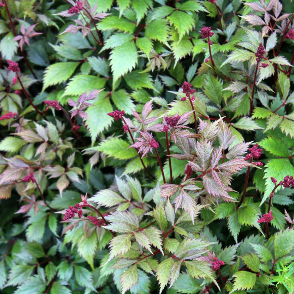 Astilbe japonica Montgomery