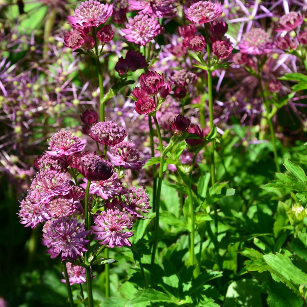 Astrance - Astrantia major Star of Beauty