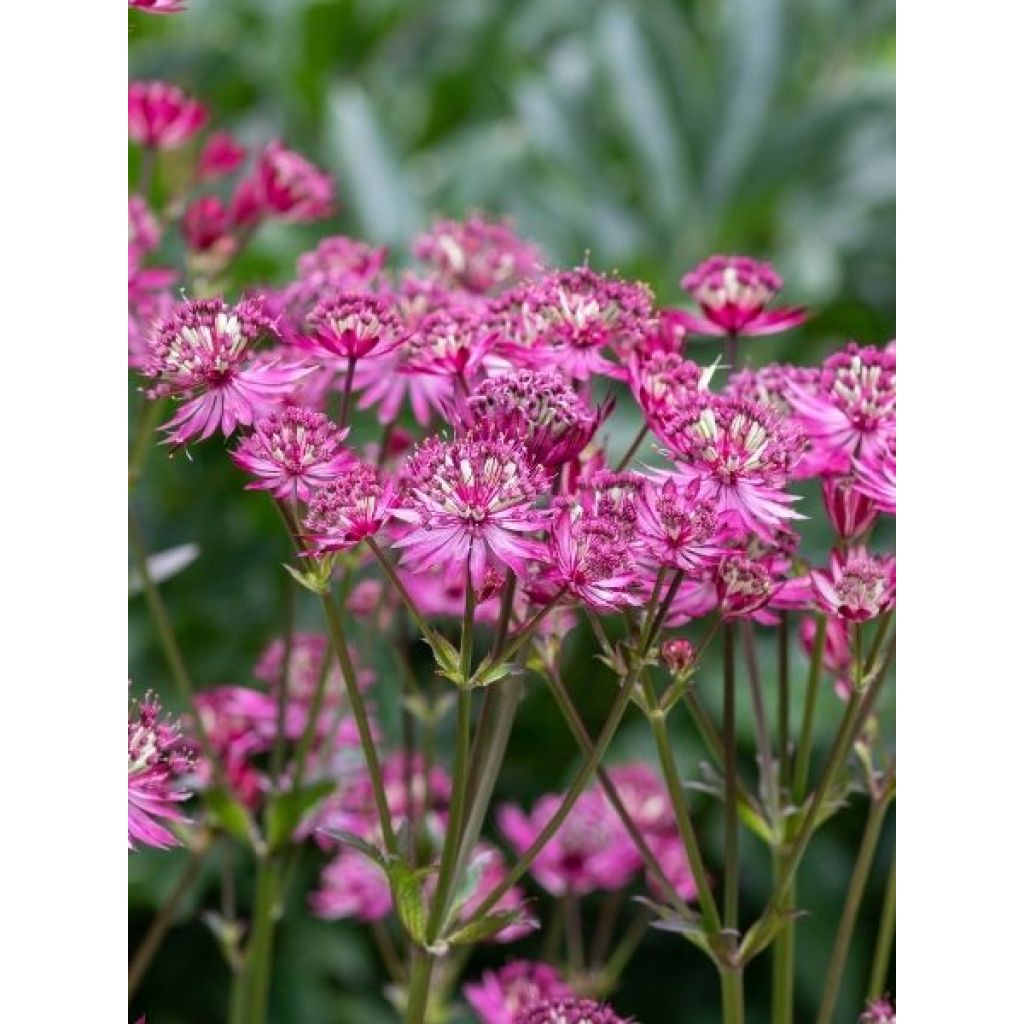 Astrantia major Cerise Button - Grande astrance