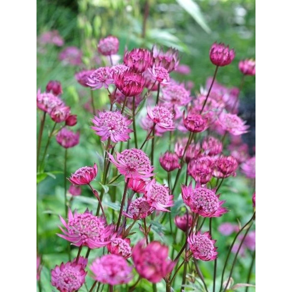 Astrantia major Cerise Button - Grande astrance