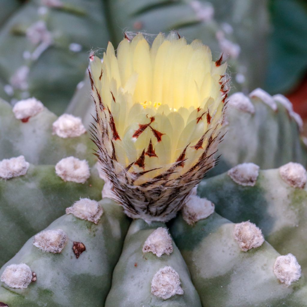 Astrophytum myriostigma - Bonnet d'evêque