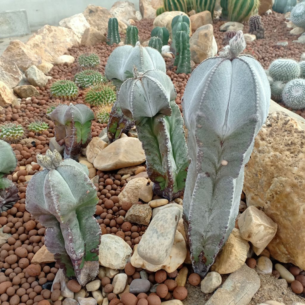 Astrophytum myriostigma - Bonnet d'evêque