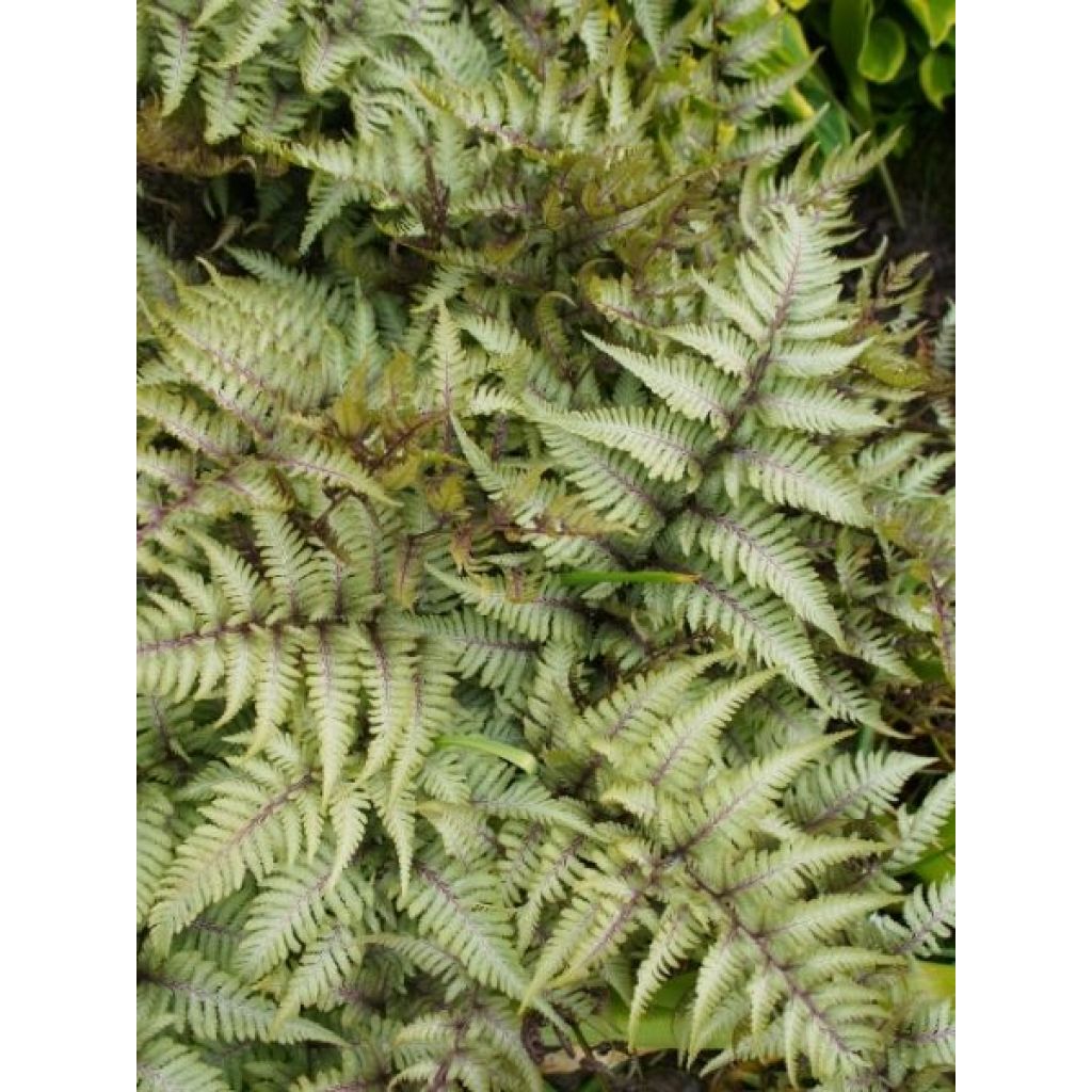 Athyrium niponicum Pictum - Fougère japonaise