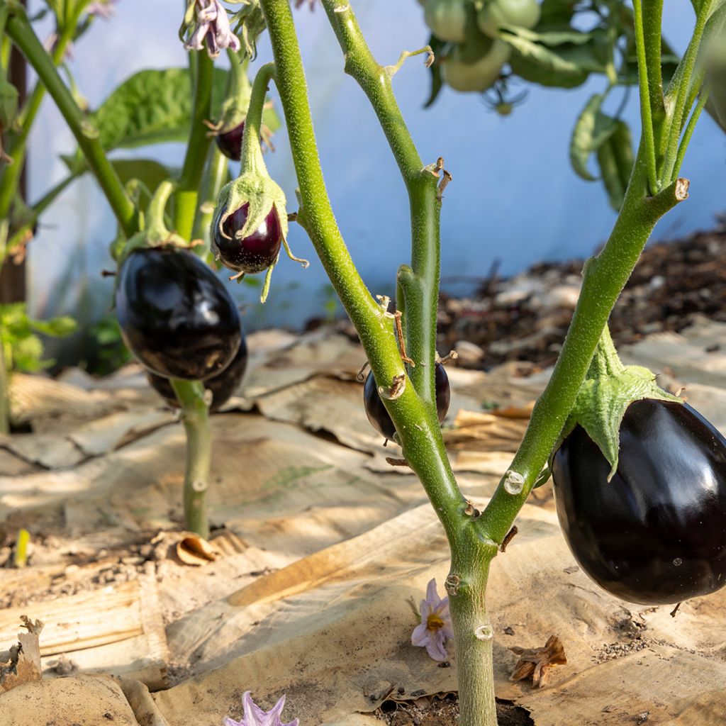 Aubergine Bonica F1  - Solanum melongena