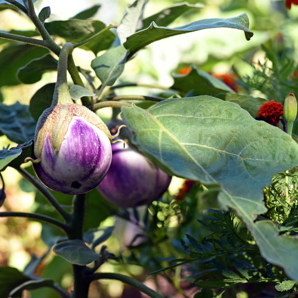 Aubergine Rotonda Bianca Sfumata Di Rosa Bio - Ferme de Sainte Marthe