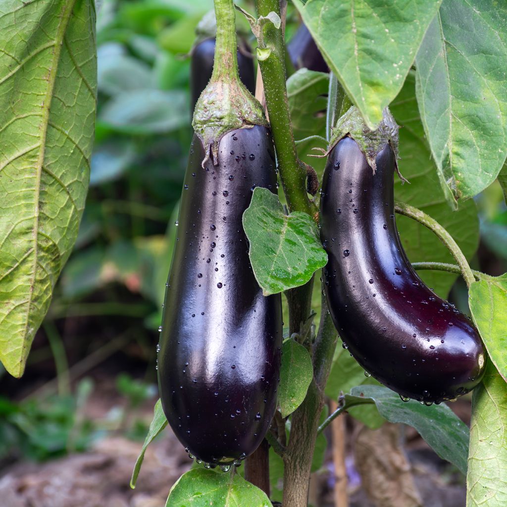 Aubergine de Barbentane Bio Graines