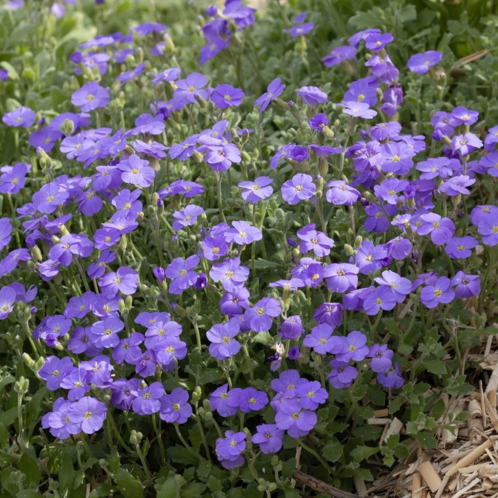 Aubriète bleue - Aubrieta Cascade Blue