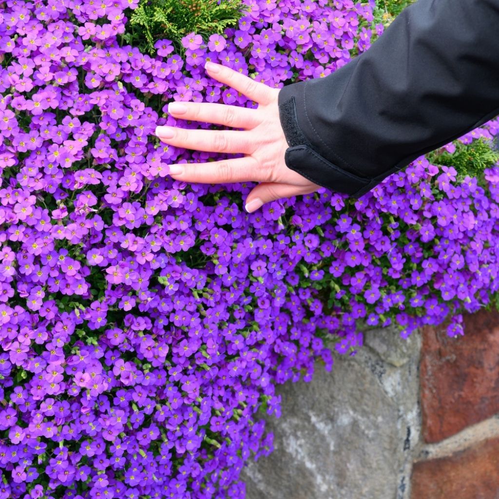 Aubriète violette - Aubrieta Cascade Purple