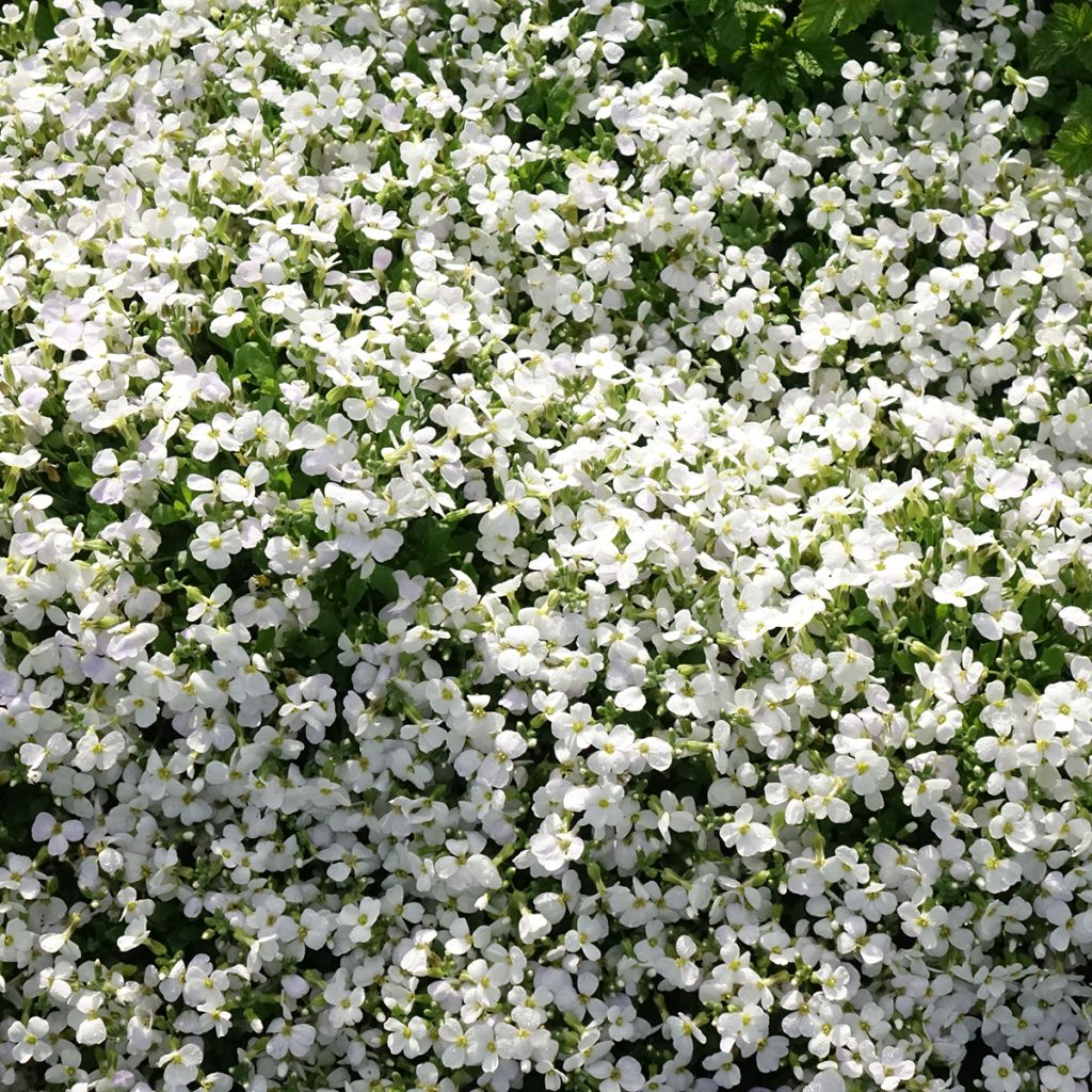 Aubriète Kitte White