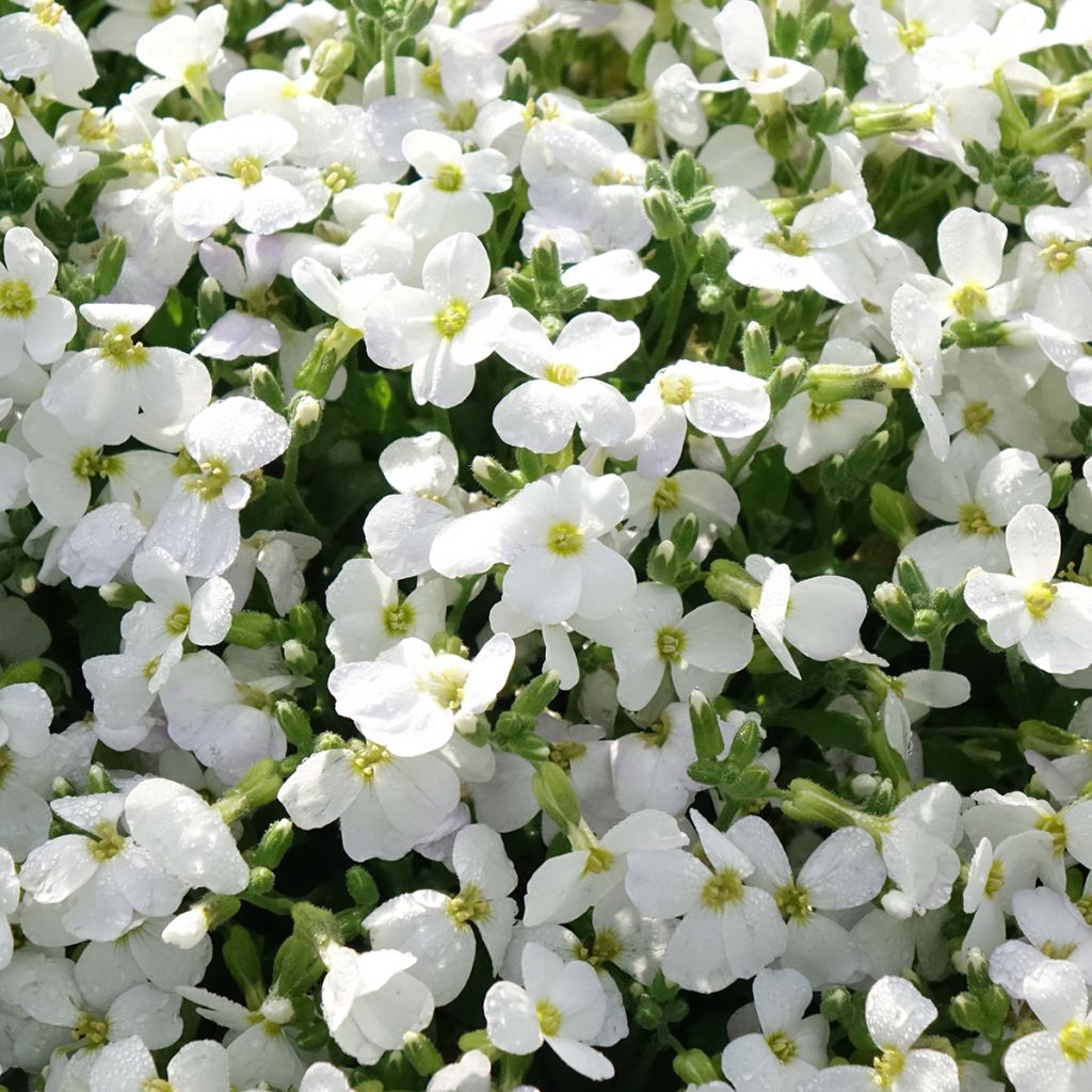Aubriète Kitte White