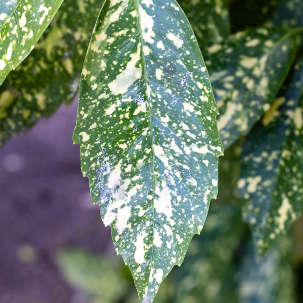 Aucuba japonica Crotonifolia