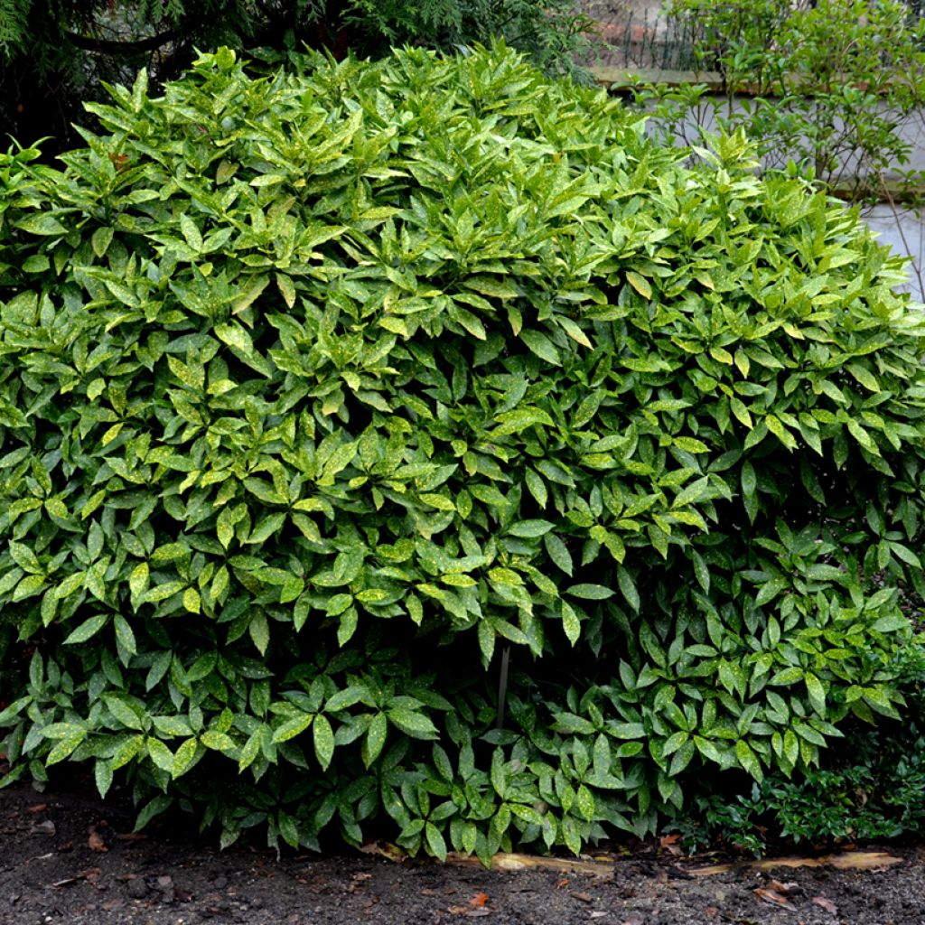 Aucuba japonica Crotonifolia