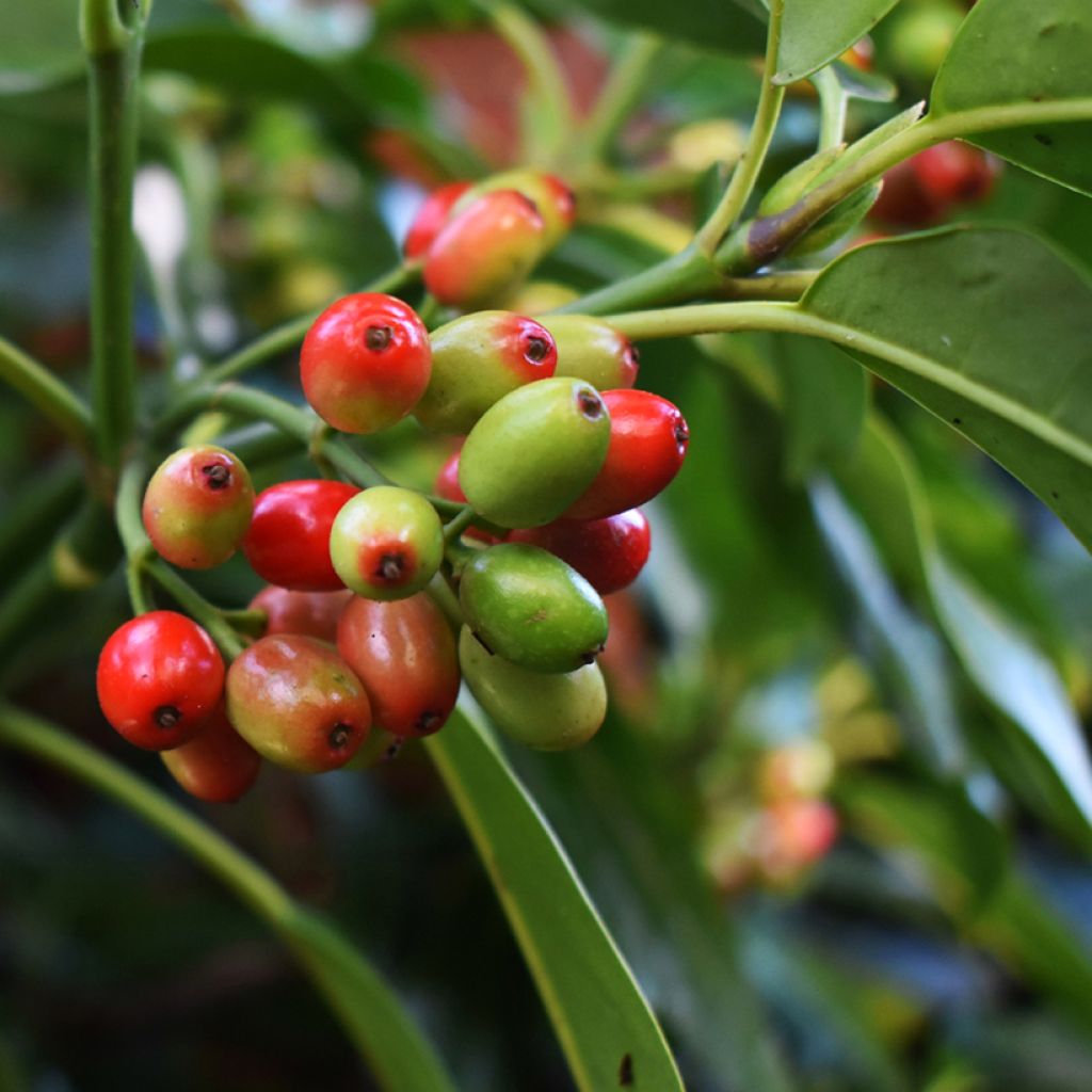 Aucuba japonica Rozannie - Aucuba du Japon 