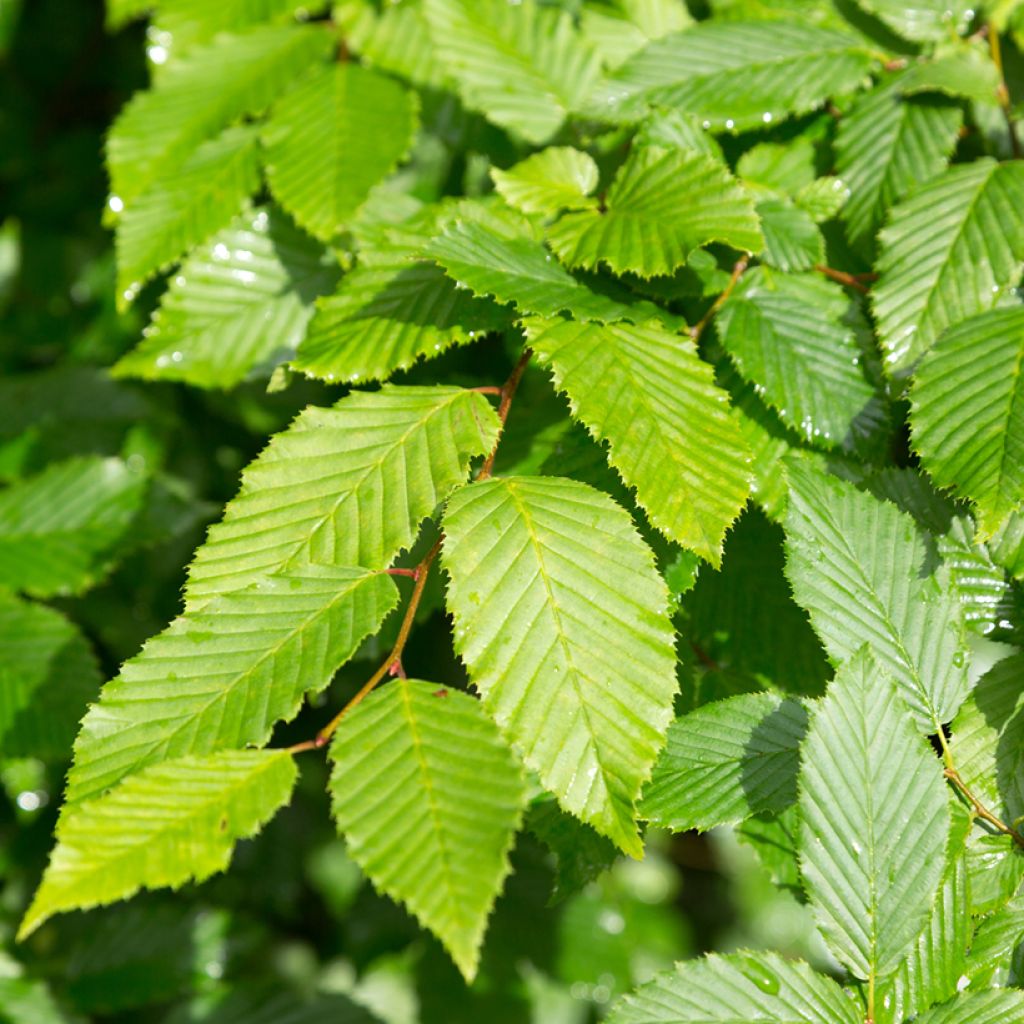 Aulne blanc - Alnus incana
