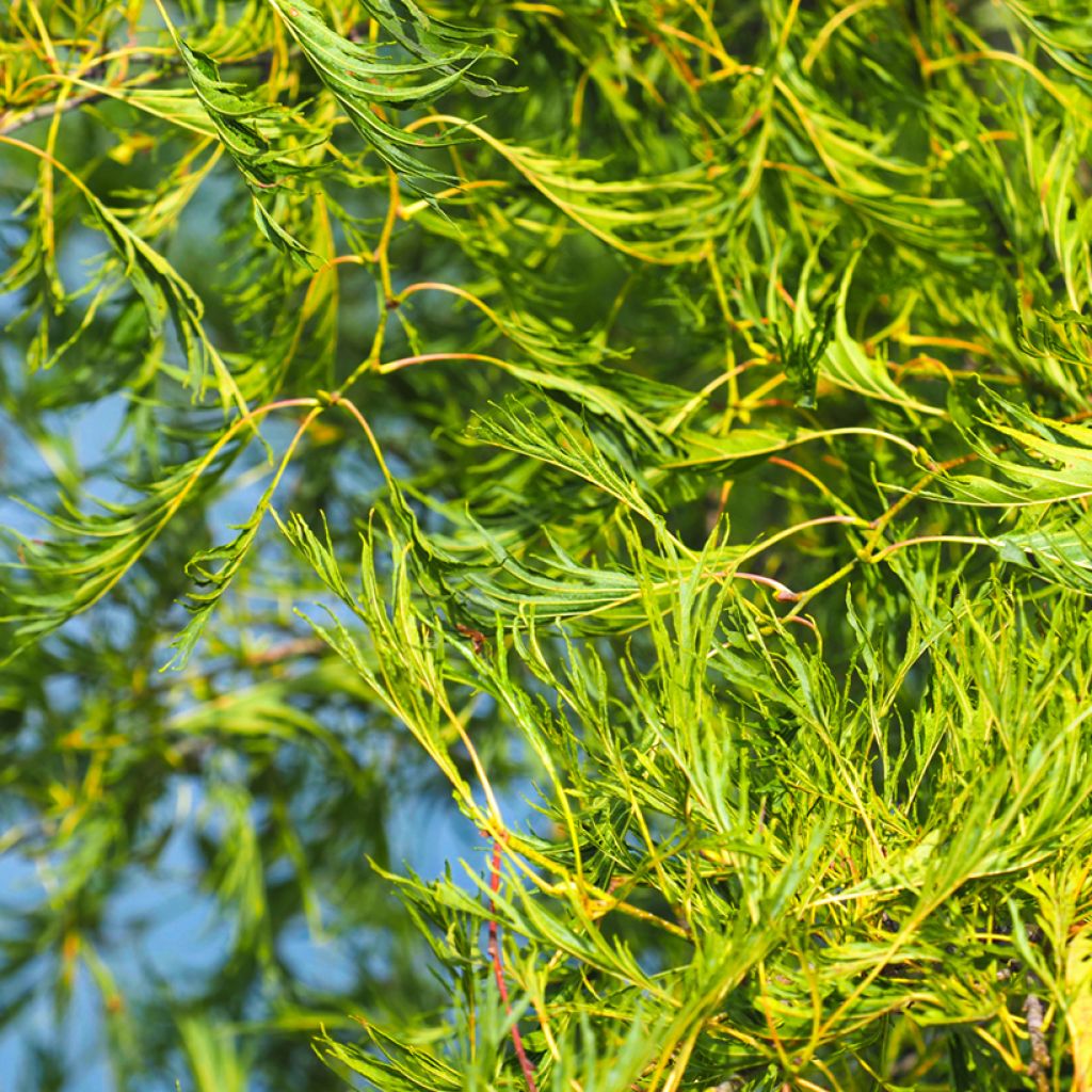 Aulne glutineux - Alnus glutinosa Imperialis