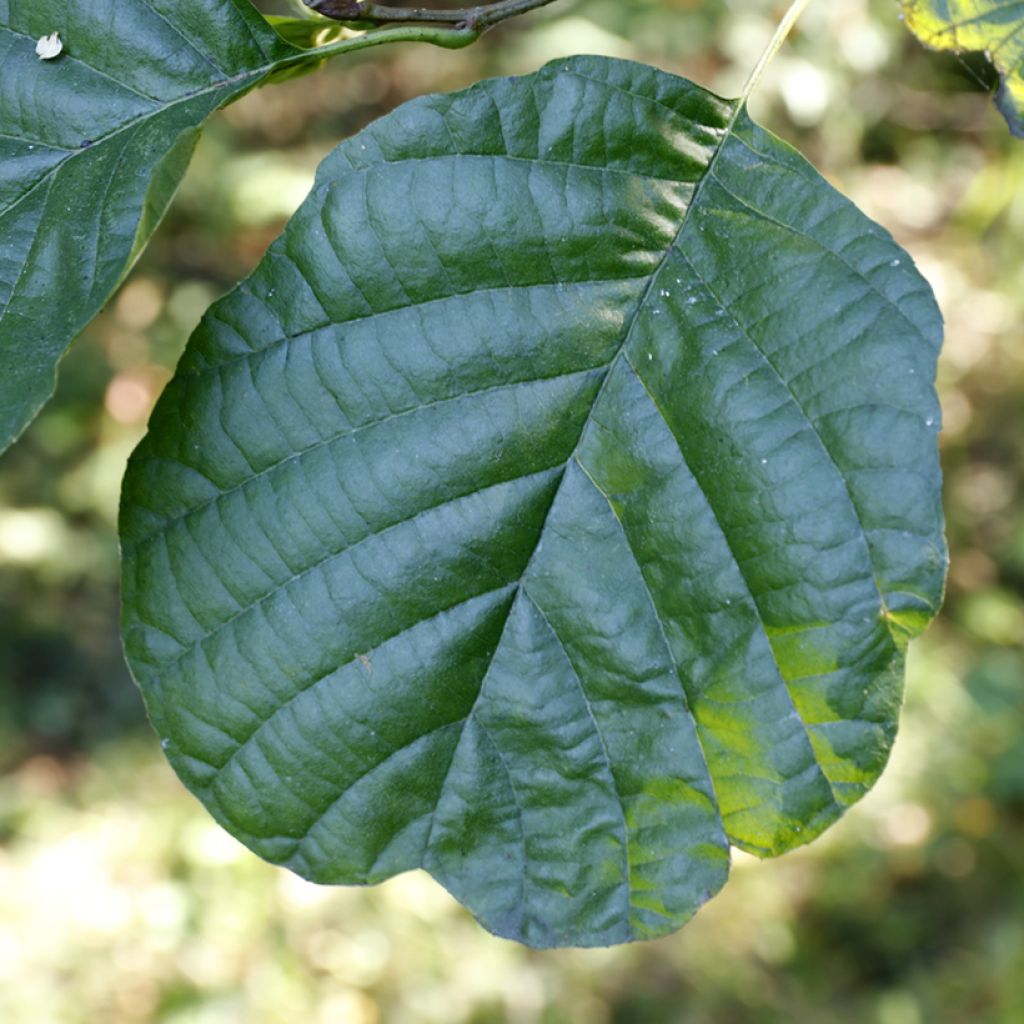 Aulne glutineux - Alnus glutinosa