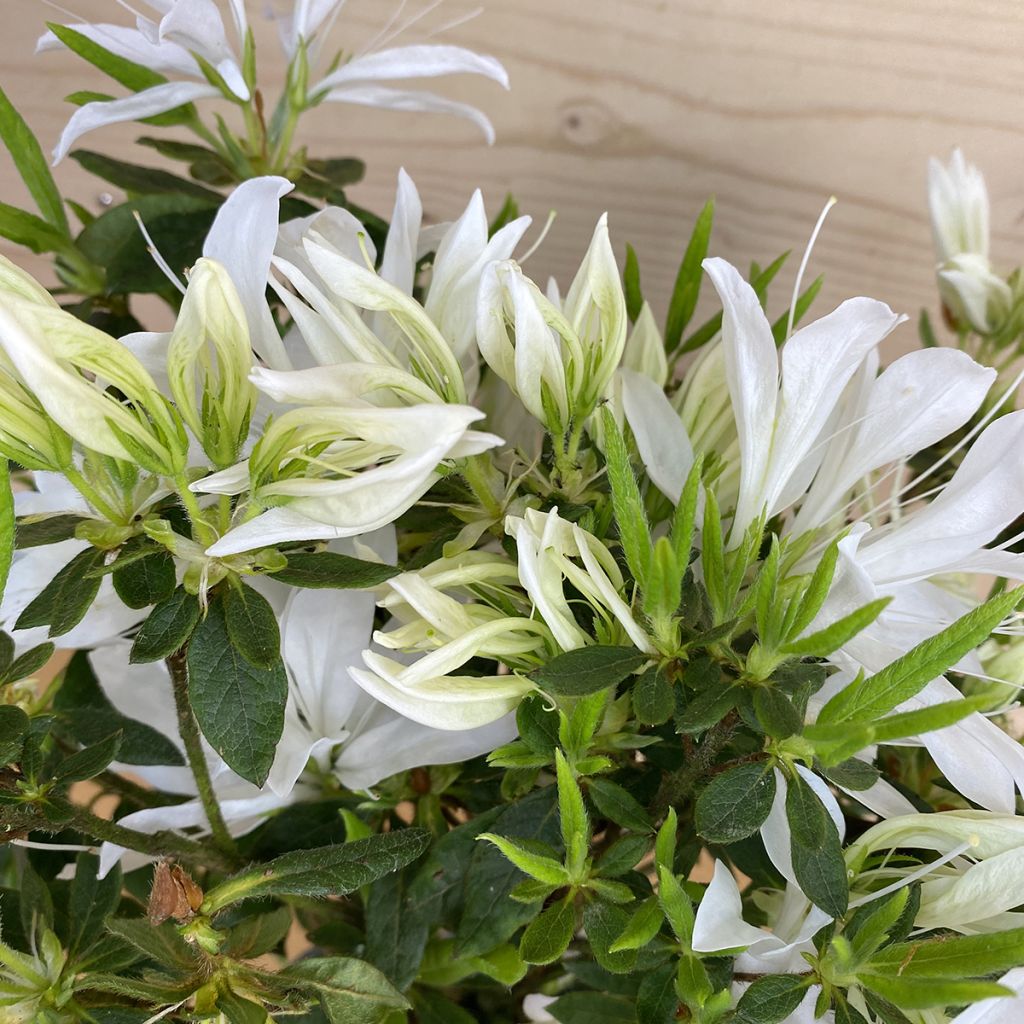 Azalée du Japon Koromo shikibu White - Rhododendron hybride