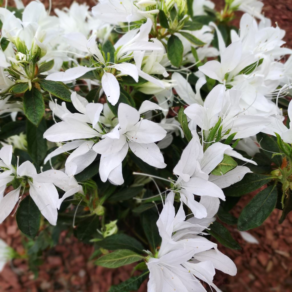 Azalée du Japon Koromo shikibu White - Rhododendron hybride
