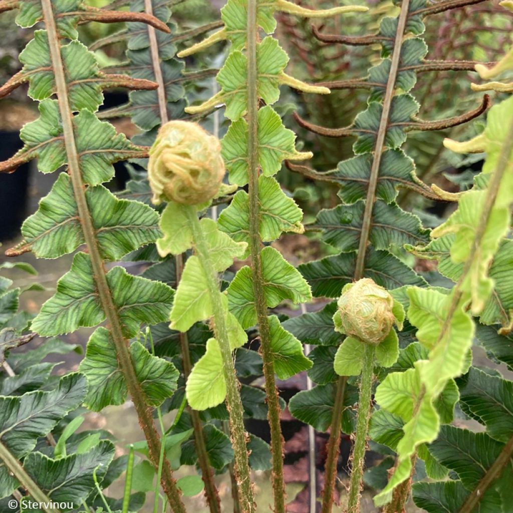 Blechnum discolor