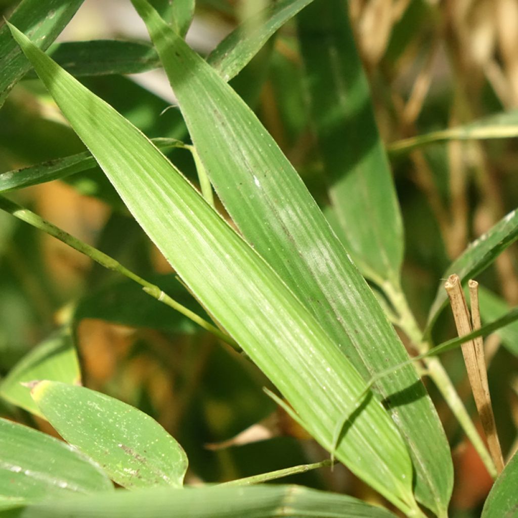 Bambou doré - Phyllostachys aurea Koï