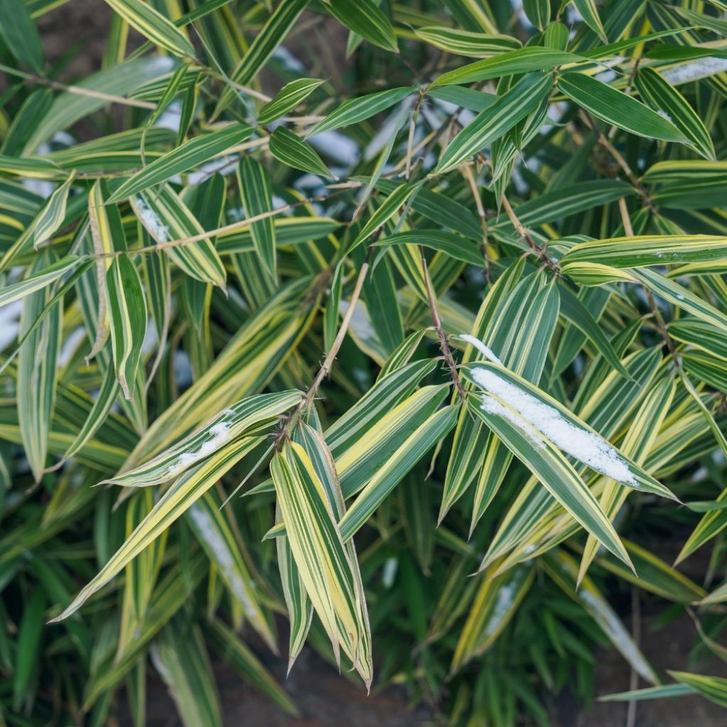 Sasaella masamuneana Albostriata - Bambou nain