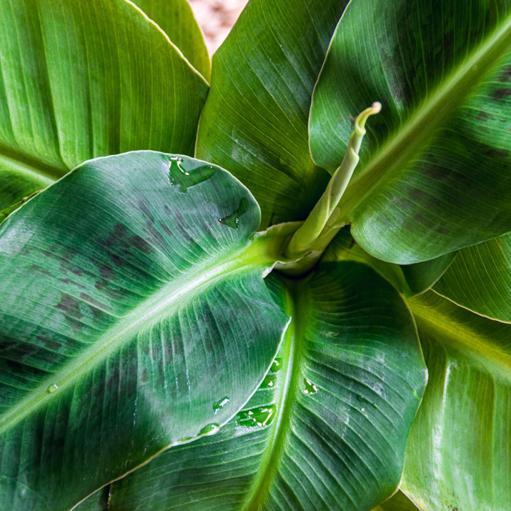 Bananier nain - Musa acuminata Dwarf Cavendish