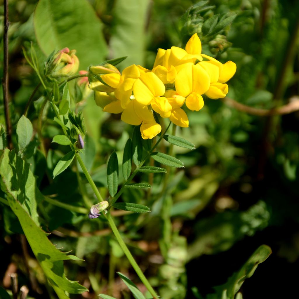 Baptisia tinctoria - Faux Lupin