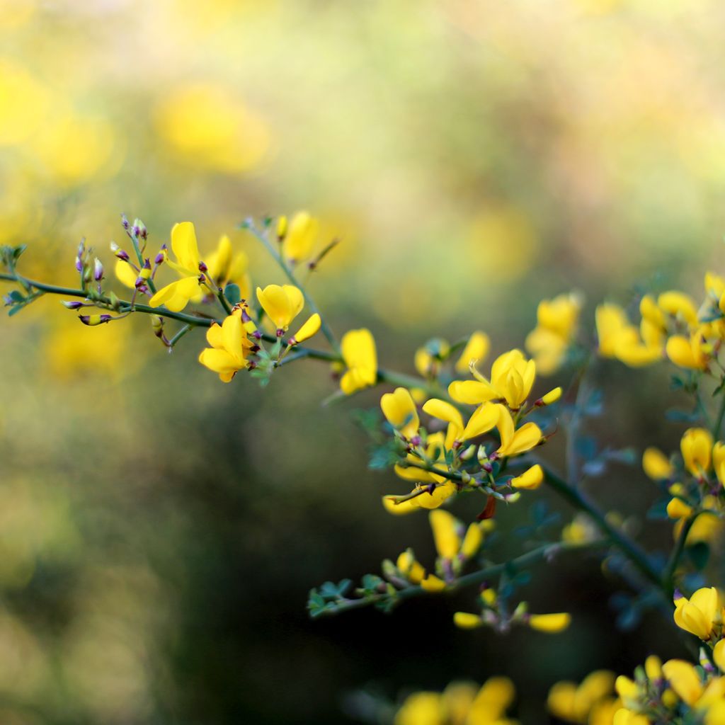 Baptisia tinctoria - Faux Lupin