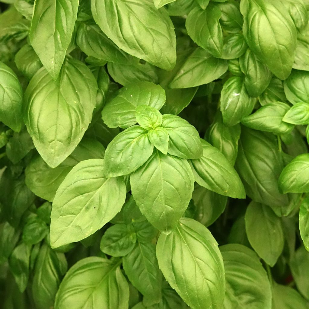 Basilic Everleaf Emerald Tower