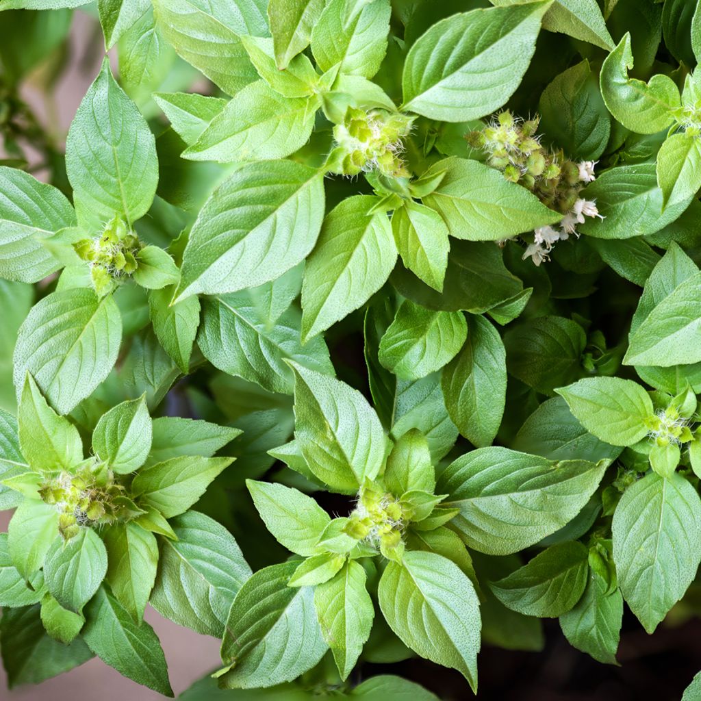 Basilic citron BIO